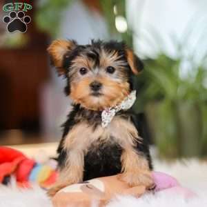 Hailey, Yorkie Puppy